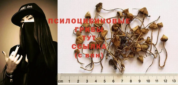 крисы Абаза